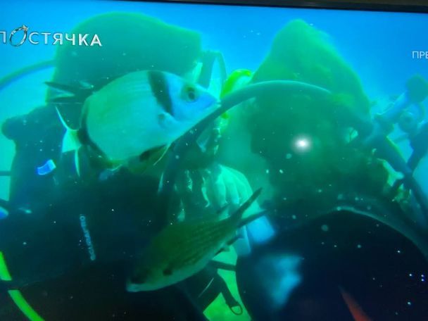 Скрин видео / ©