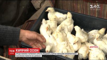 Благотворители бесплатно раздают цыплят жителям прифронтовых поселков
