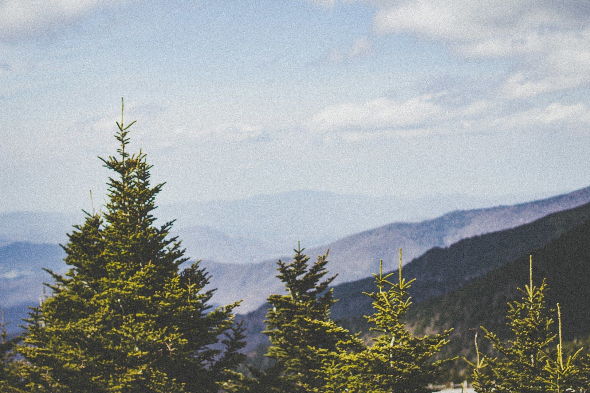 18 липня на верхівці ялини з'явилися шишки — до пізньої зими / © Unsplash