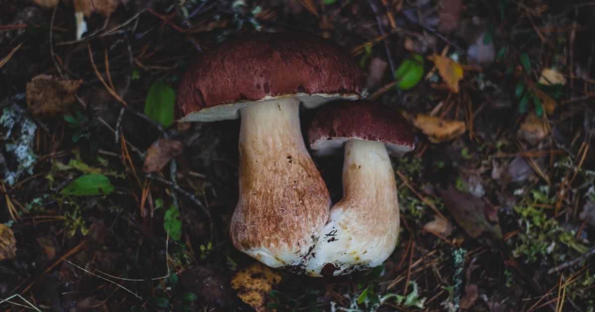 В Житомирській області затримали продавця грибів із радіоактивної зони