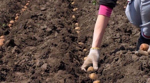 Что бросать в лунку во время посадки картофеля для большего урожая: при чем здесь фасоль