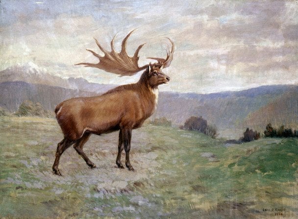 Ирландский лось / © Общественное достояние