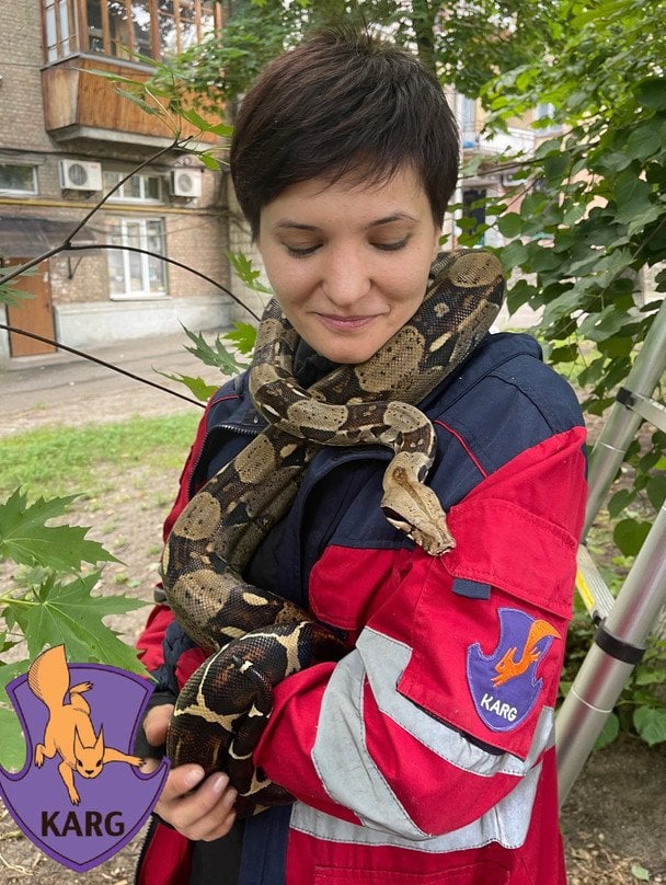 Порятунок імператорського удава / © facebook.com/KARG.kyivanimalrescuegroup