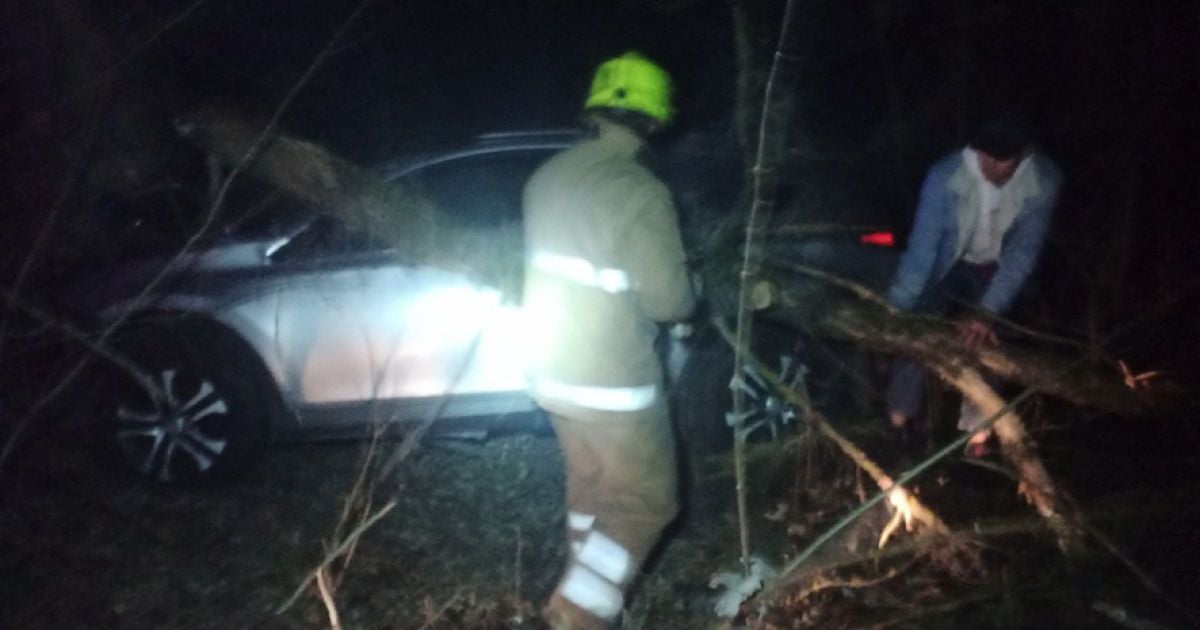 У Полтавській області неповнолітня на Toyota врізалася в дерево: багато постраждалих (фото)