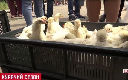 Красный Крест повез на Донбасс сотни цыплят