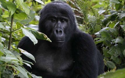 Google Photos не видає зображення за запитом "горила", щоб уникнути расистських помилок