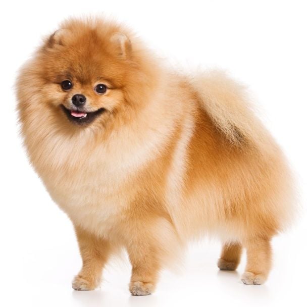 Які найпопулярніші породи собак в Україні — Різне