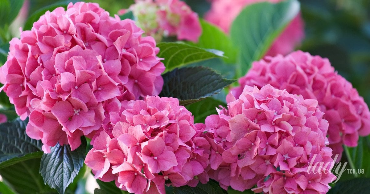 Що зірки нам пророкують: гороскоп на 15-21 травня 2023 року