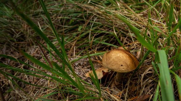 6 жовтня в лісі майже немає грибів — до суворої зими / © Unsplash