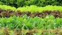 Лунный посевной календарь на июль 2025 года