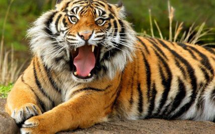 По улицах российского города разгуливает тигр
