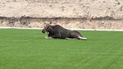 У Києві помітили лосеня на стадіоні