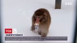 Японські макаки з харківського зоопарку залюбки борсаються у снігу і шукають смаколики