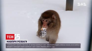 Японські макаки з харківського зоопарку залюбки борсаються у снігу і шукають смаколики