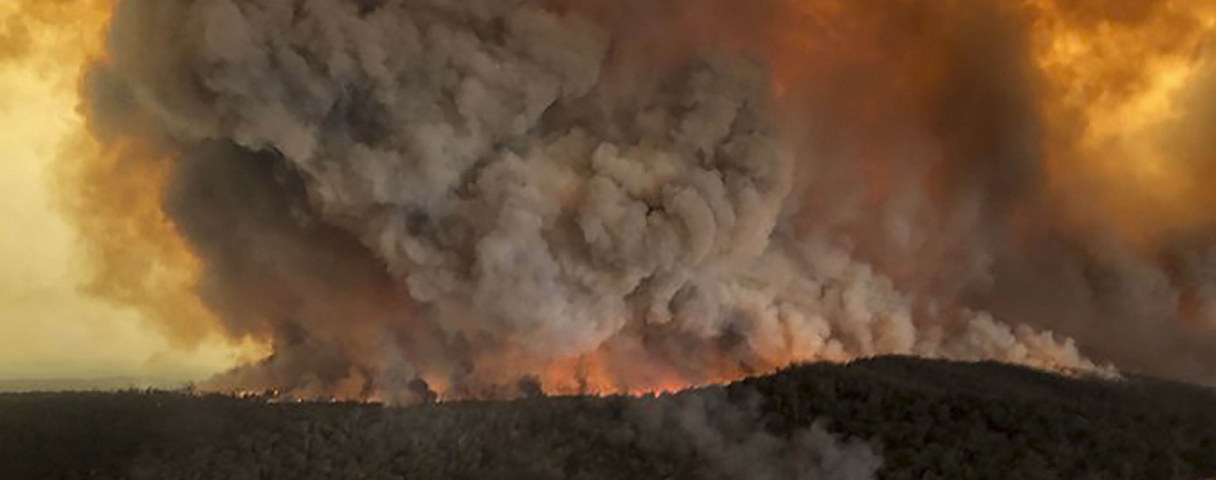 Австралійські вчені назвали ймовірну кількість загиблих тварин внаслідок масштабних пожеж