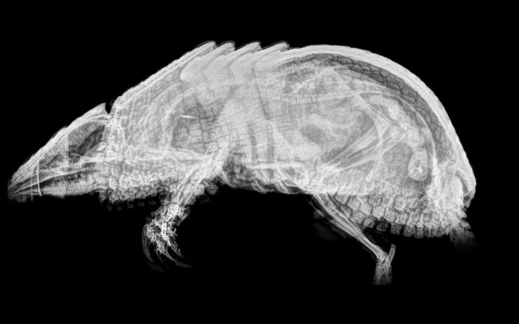 Броненосець / © Oregon zoo