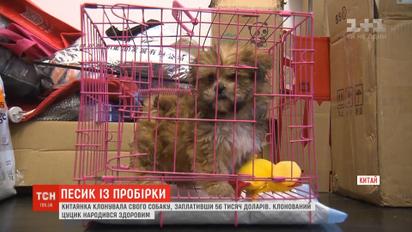 Китаянка клонировала свою собаку, заплатив 56 тысяч долларов