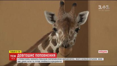 Уникального маленького жирафика показали в частном зоопарке