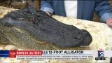 У США бабця застрелила 3-метрового крокодила