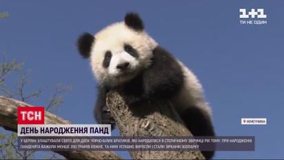 В Берлине устроили день рождения для панд-близнецов