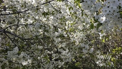 Квітуче дерево