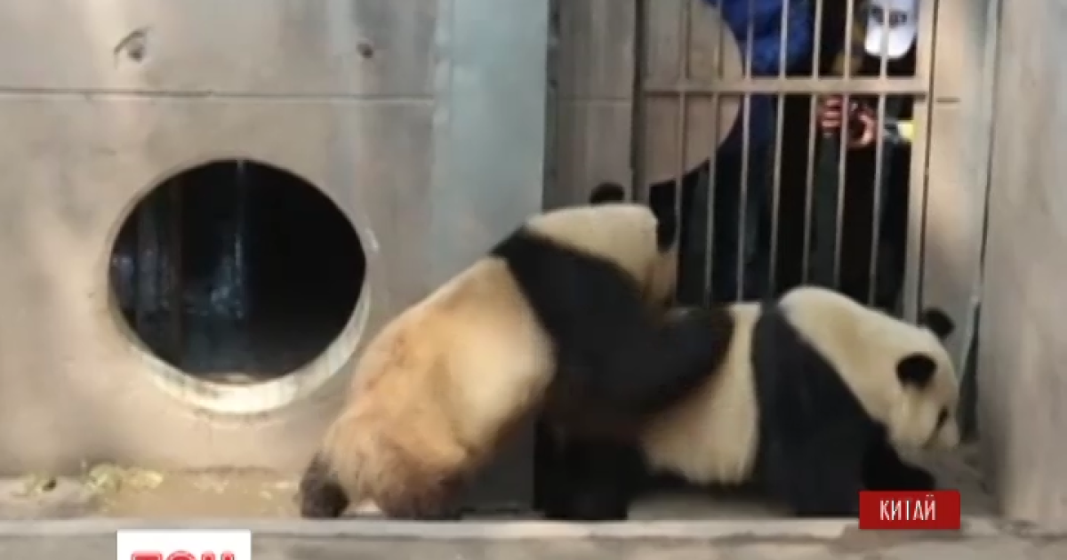В Китае в прямом эфире транслировали секс панд