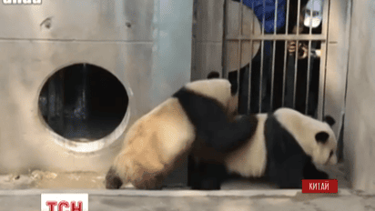 Уникальные брачные игры панд засняли в китайском заповеднике