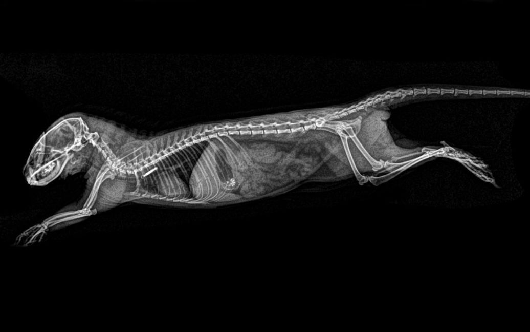 Карликовий мангуст / © Oregon zoo