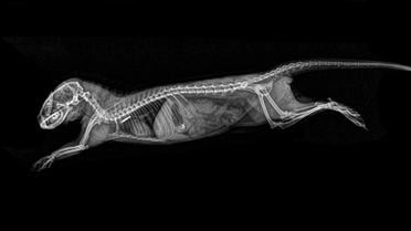 Карликовий мангуст / © Oregon zoo