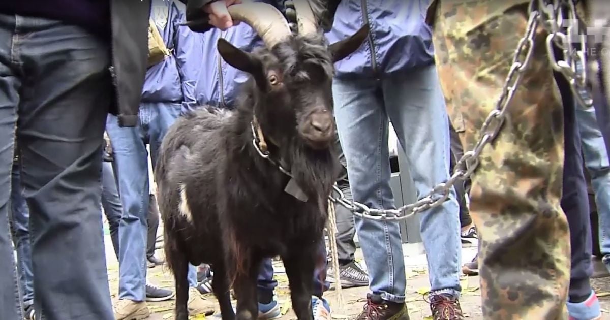 Украинцы привели козла в посольство Чехии из-за заявлений Земана