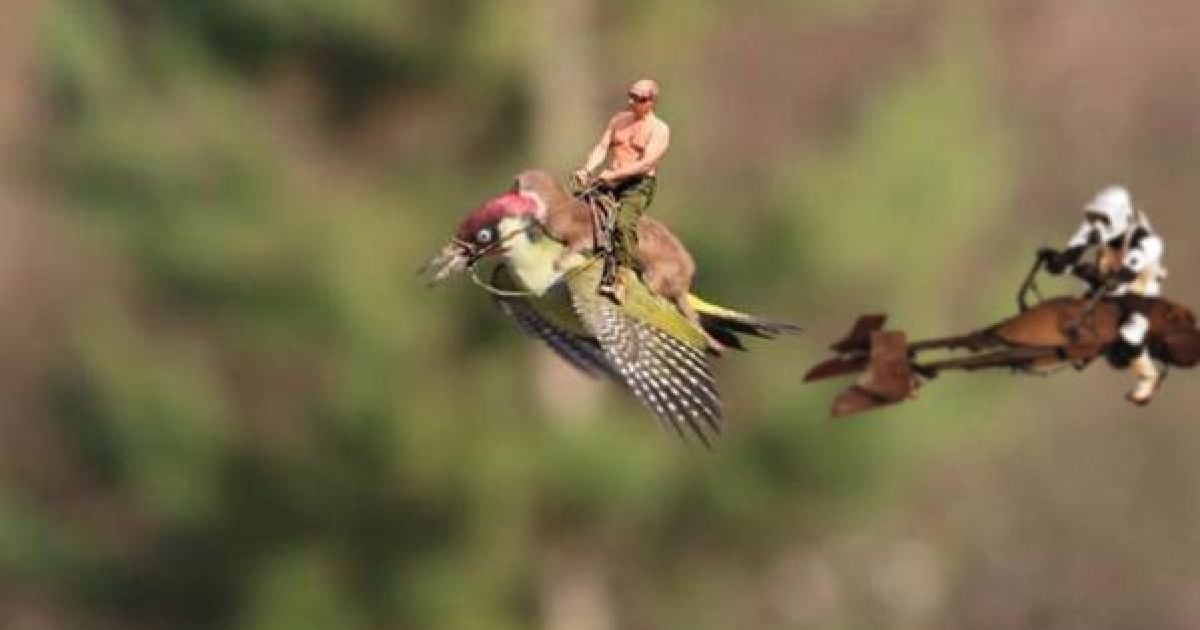 Фотограф Мартин Лемэй сделал замечательное фото ласки верхом на дятлі, а Интернет сразу отреагировал / © afp.com
