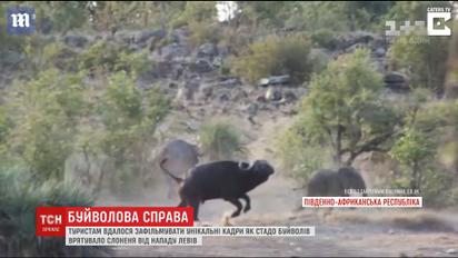 В Южной Африке туристы сняли спасение слоненка стадом буйволов