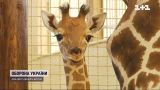 В деоккупированном зоопарке на Киевщине родился жирафёнок