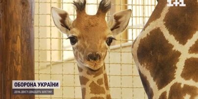 В деоккупированном зоопарке на Киевщине родился жирафёнок