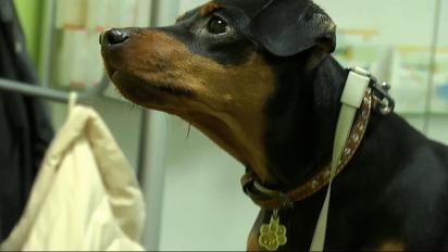 Виїзд за кордон із тваринами: як чіпувати кота чи собаку