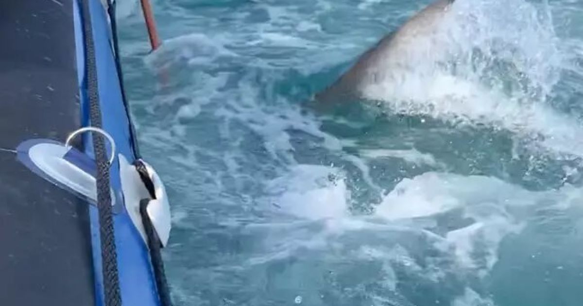 Shark Bites and Deflates Boat During Sardine Run Off the Coast of South Africa