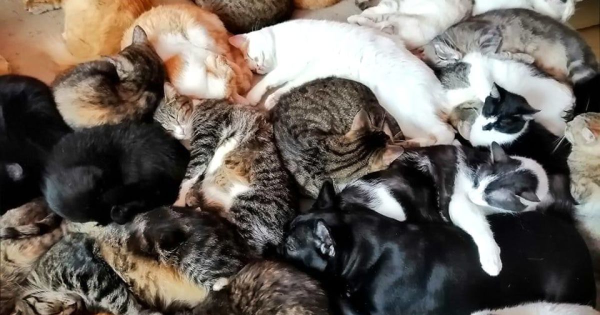 Квартира в окупованому Бердянську стала прихистком для 170 котів