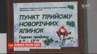 Друге життя старої ялинки: комунальники закликають нести хвою у пункти для утилізації