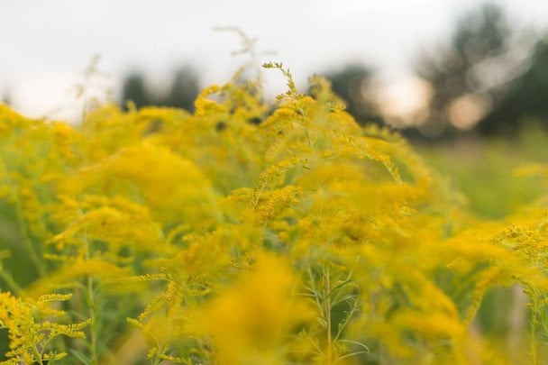 27 червня Міжнародний день амброзії / © pexels.com