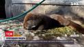 Порятунок видри: господарі хижака з Рівненської області шукають йому нову домівку