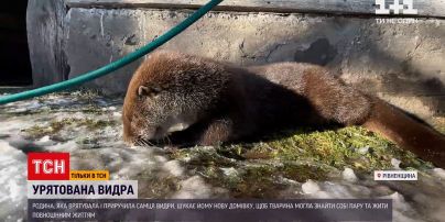 Порятунок видри: господарі хижака з Рівненської області шукають йому нову домівку