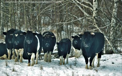 Здичавілі корови неподалік Чорнобиля: як виживають раніше свійські тварини (відео)