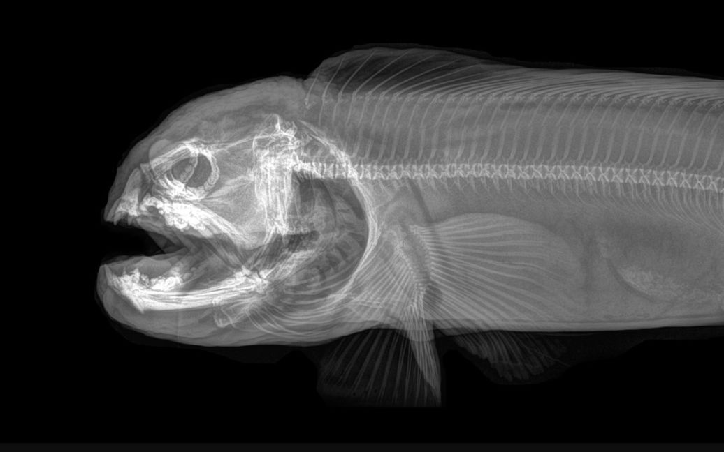 Вугор / © Oregon zoo