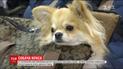 В столиці відбувся собачий конкурс краси