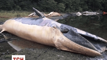 20 мертвих китів знайшли в Чилі