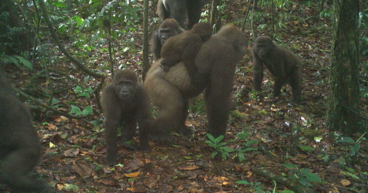 В Нигерии сняли семейство редких горилл, которые почти исчезли из-за охоты