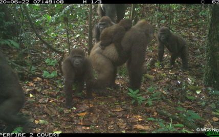 В Нигерии сняли семейство редких горилл, которые почти исчезли из-за охоты