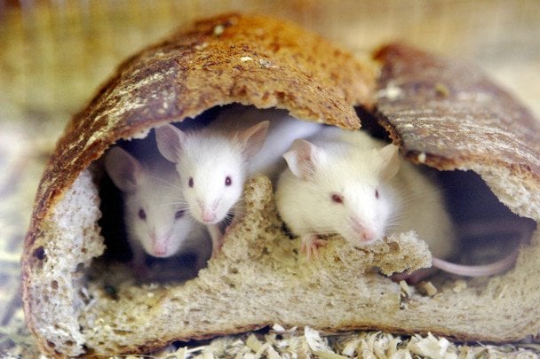 Не только еда и тепло: шесть неочевидных вещей в вашем доме, которые привлекают грызунов