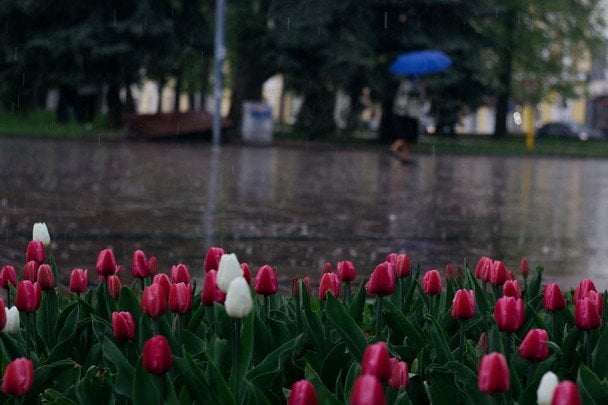 Народні прикмети 4 травня / © pexels.com