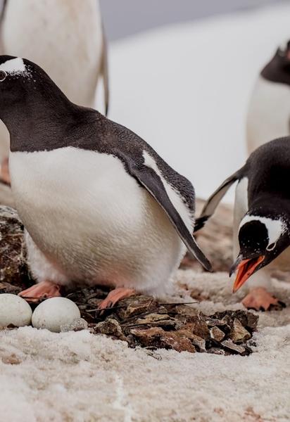 Субантарктические пингвины